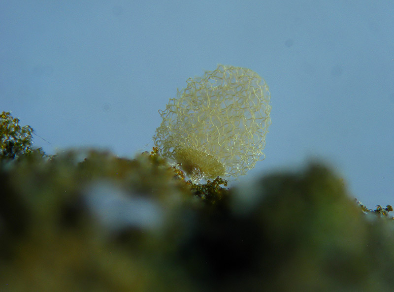 Arcyria (pomiformis ?)